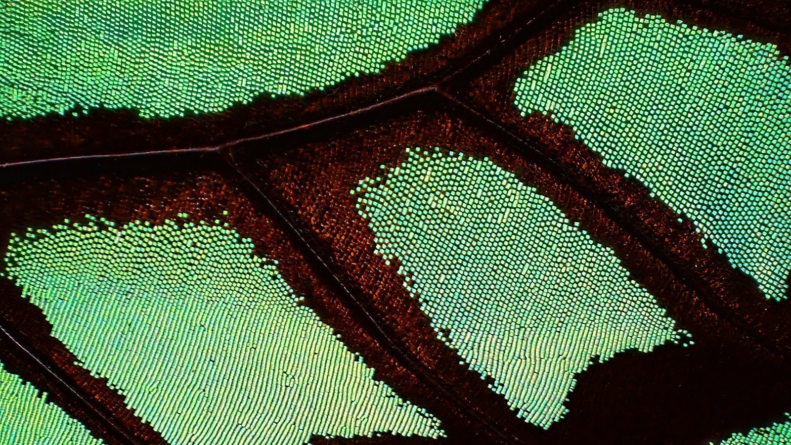 La IA se convierte en un segundo par de ojos en la cirugía cerebral 🧠